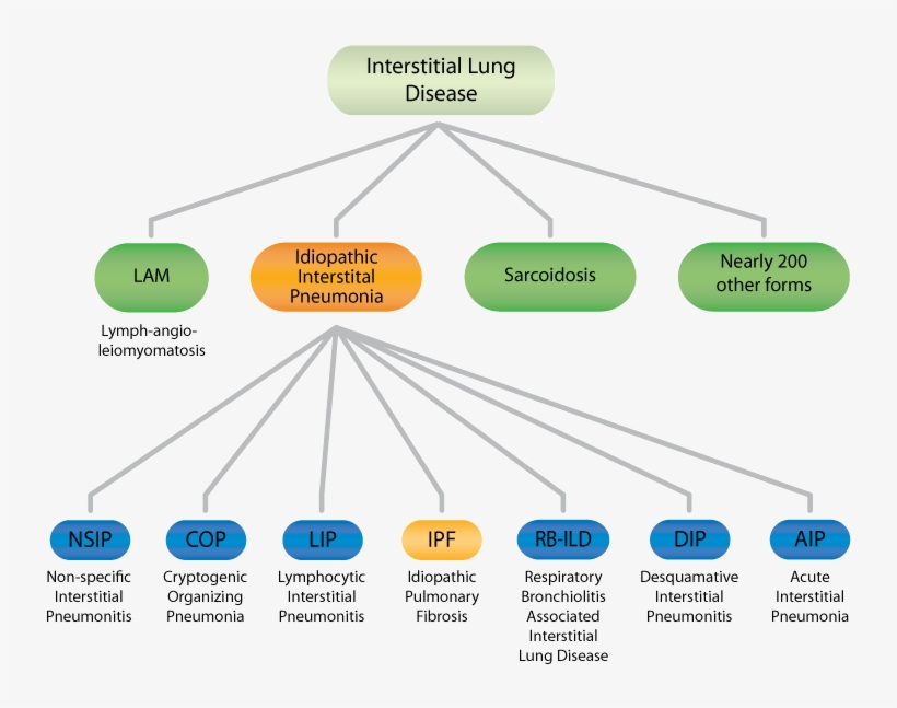 Iip Forms - Types Of Idiopathic Pulmonary Fibrosis, transparent png download