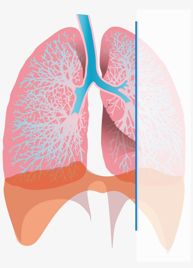 Pasa Services - Exhaling Lungs, transparent png download