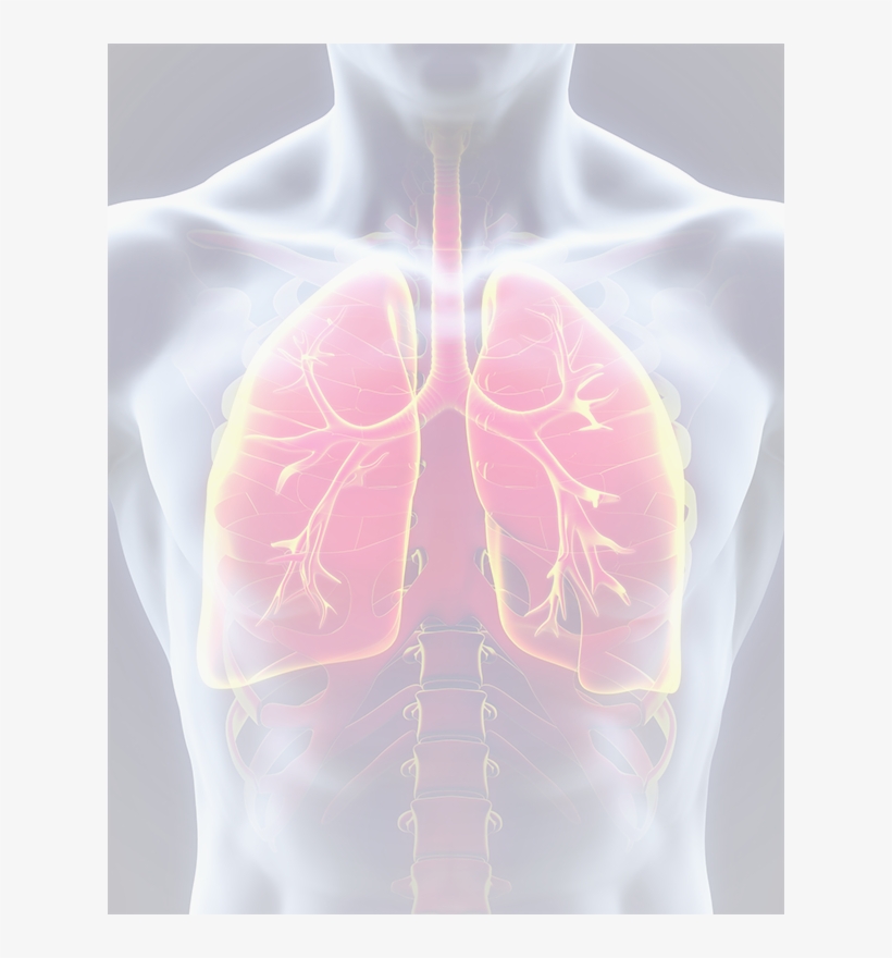 Lungs - Respiratory System, transparent png download