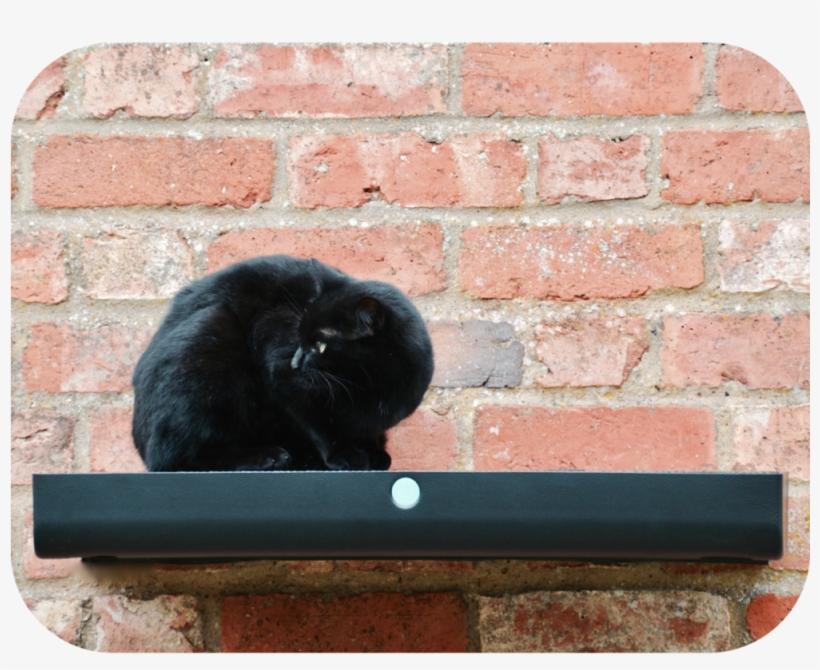 High Plate - Catipilla - Black Cat, transparent png download