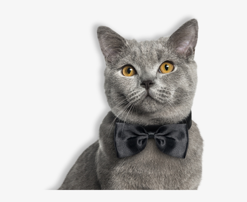 Cat - Obroza Muszka Dla Kota, transparent png download