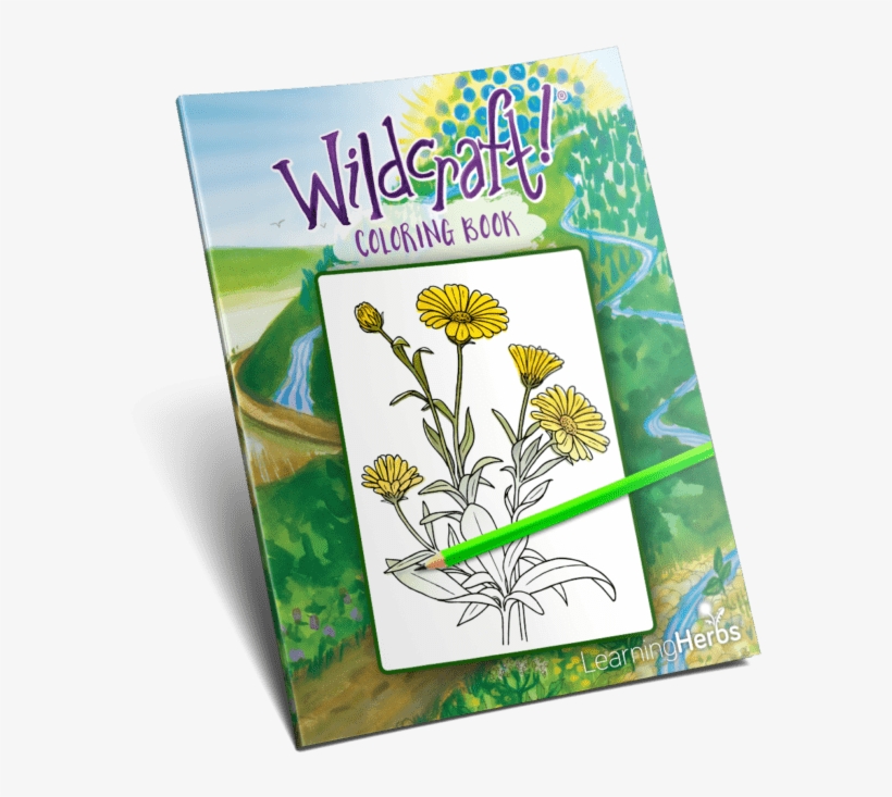 600 X 668 1 - Black-eyed Susan, transparent png download