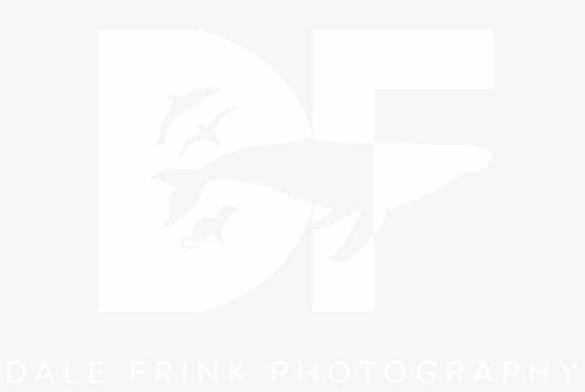 Blue Whale Boat Incident - Illustration, transparent png download