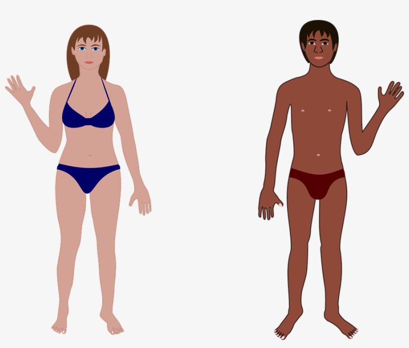 People Clipart Bathing Suit - Human Body, transparent png download