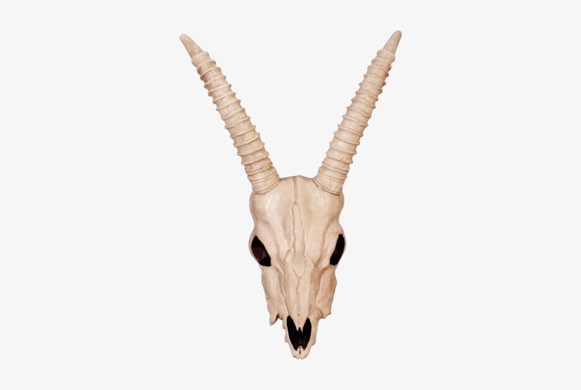 Download - Gazelle Skull, transparent png download