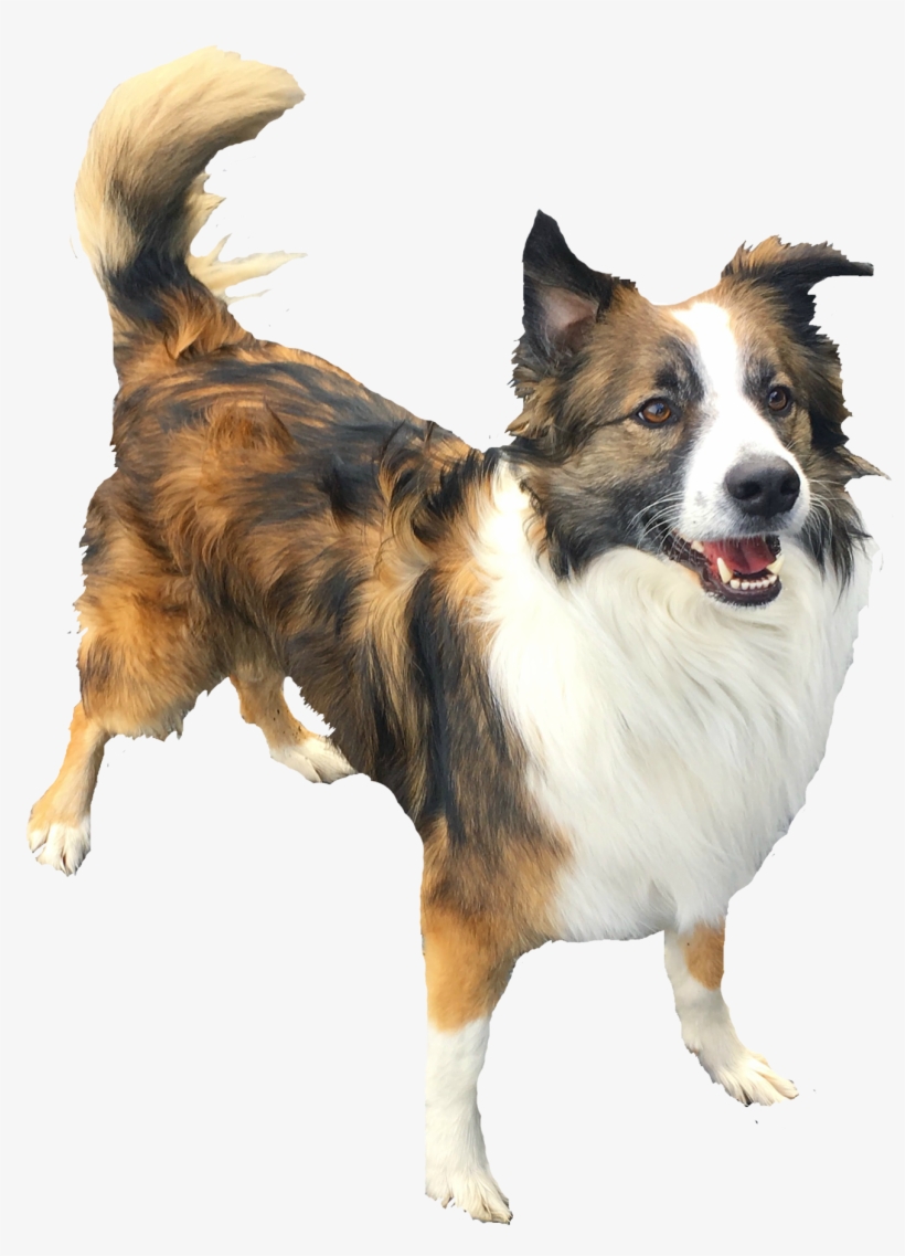 Contact Us - Dog Catches Something, transparent png download