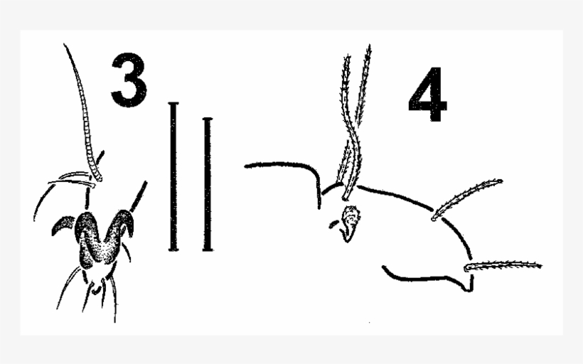 Trhypochthonius Lopezvallei Sp - Illustration, transparent png download