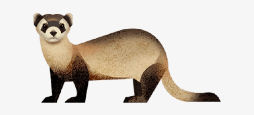 Cartoon Black Footed Ferret Png, transparent png download