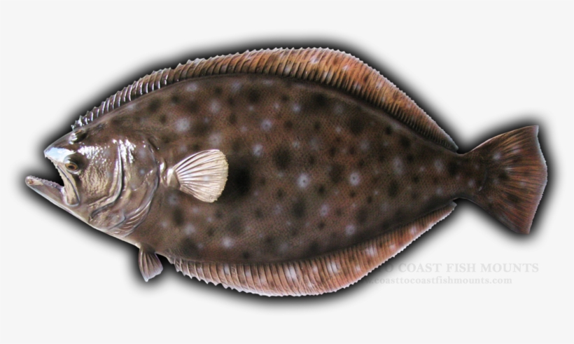 25" Fluke Fish Mount Replica - Sole, transparent png download