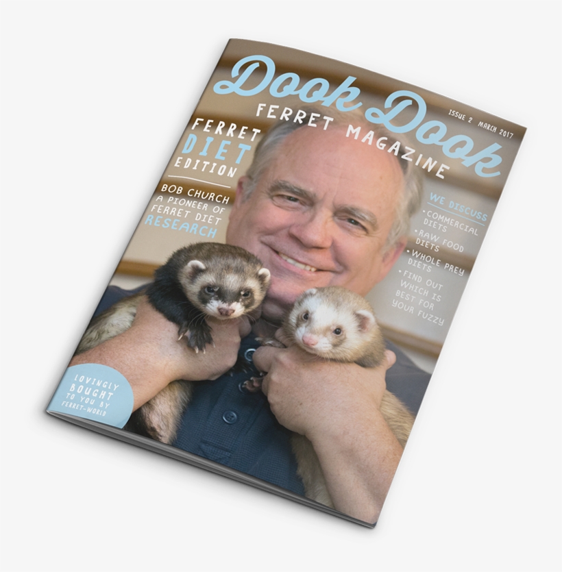 Experts Reveal Their Best Information On How To Help - Sea Otter, transparent png download