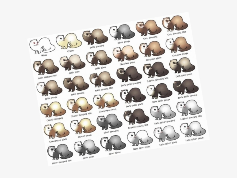 Types Of Ferrets, transparent png download