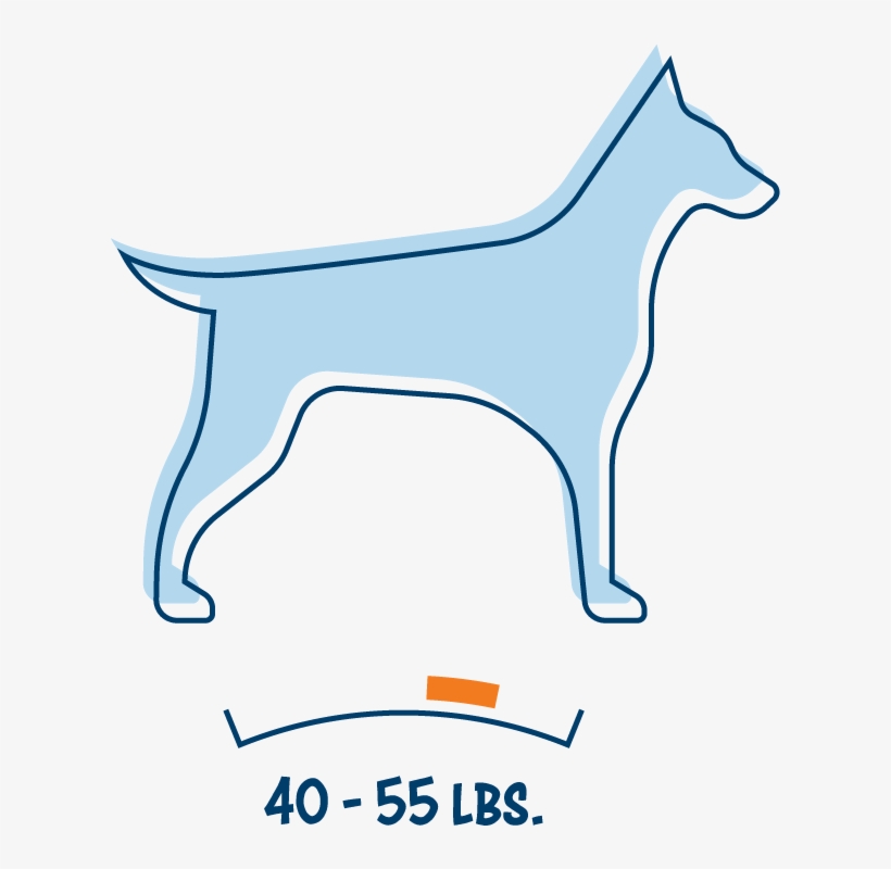 Medium Dog - Guard Dog, transparent png download