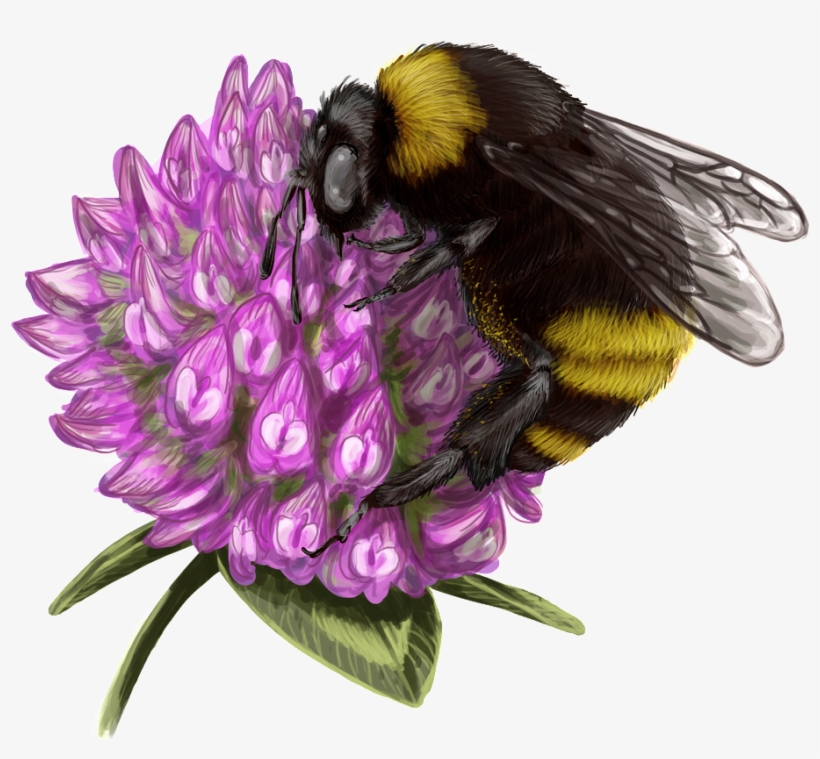 Bumblebee Honey Transprent Png Free - Bumblebee, transparent png download