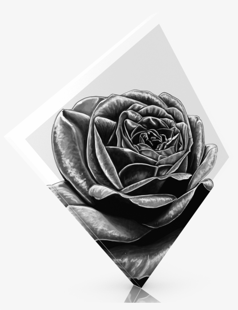 Garden Roses, transparent png download