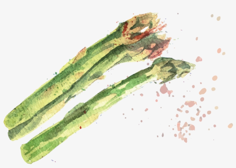 Asparagus - Chlorophyta, transparent png download