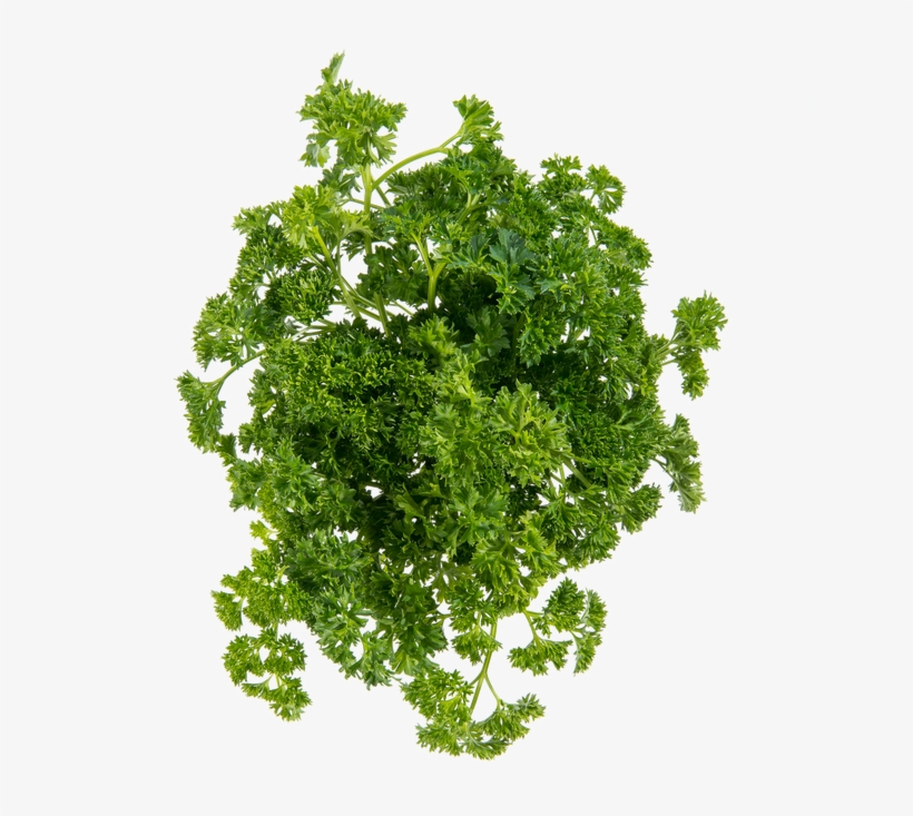 Curly Parsley - Stock Photography, transparent png download
