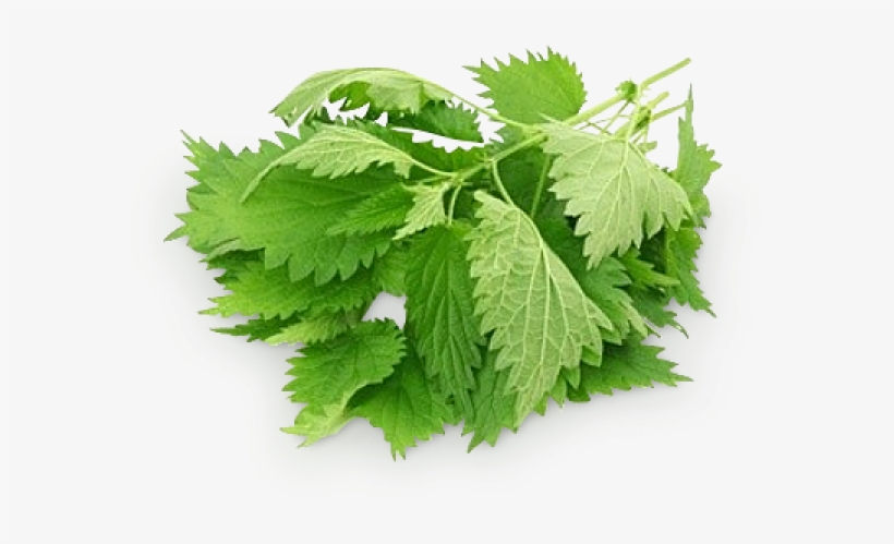 Nettle Png - Kopriva, transparent png download