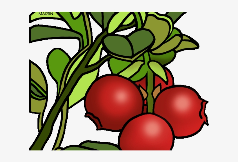 Cranberry Clipart Massachusetts, transparent png download