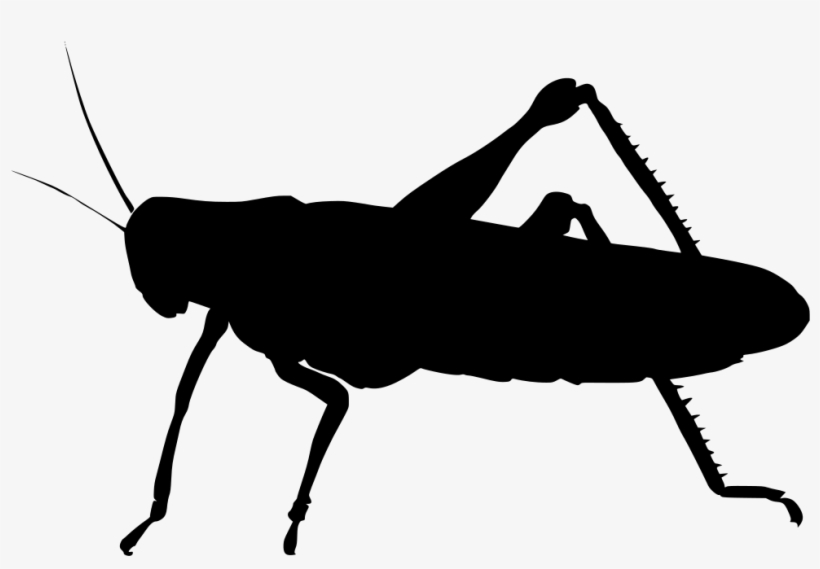 Download Png - Vector Belalang, transparent png download