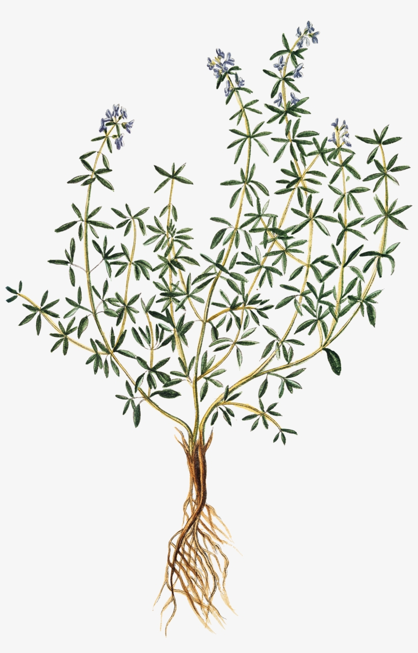 Vegetation Drawing Herb - Thyme Print, transparent png download