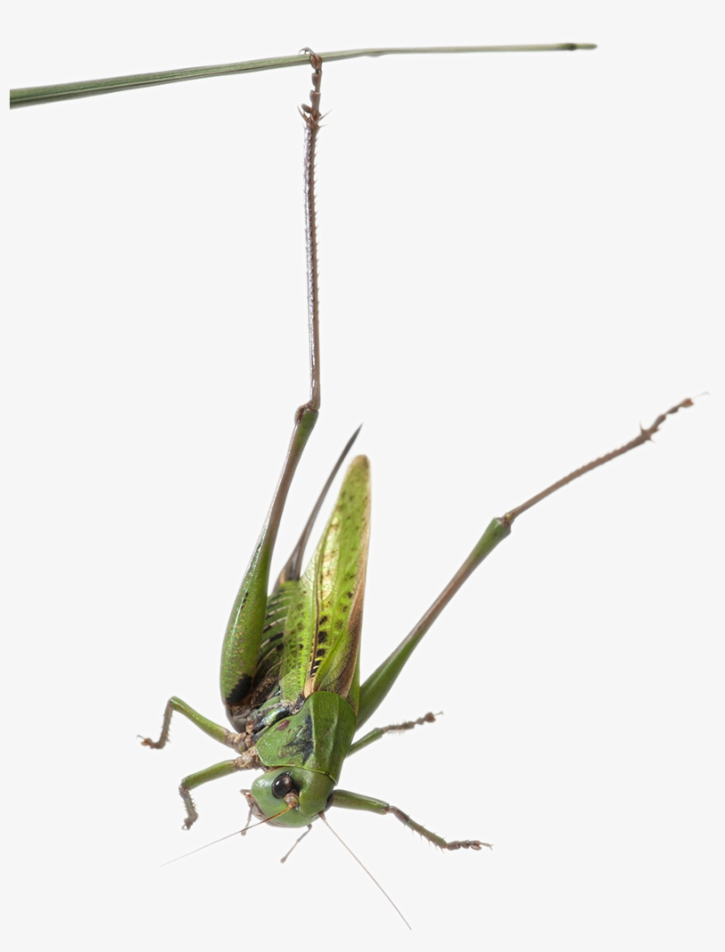 Habitat-grasshopper - Grasshopper, transparent png download