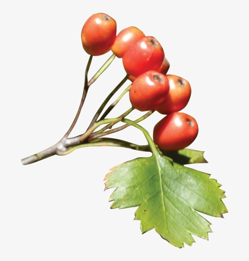 Fruit - Hawthorn Png, transparent png download