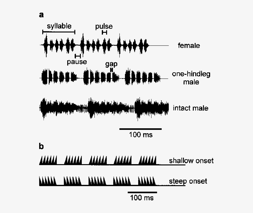 A Representative Segments From Female And Male Songs - Pattern, transparent png download