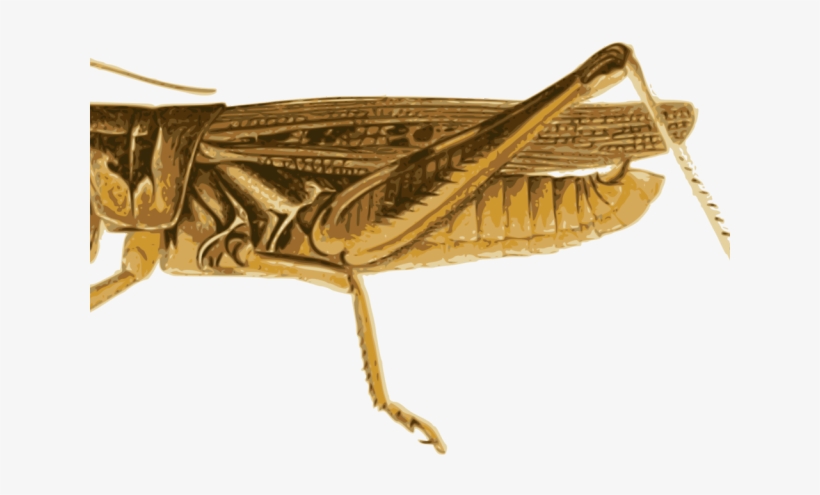 Valentine`s Day Clipart Grasshopper - Grasshopper, transparent png download