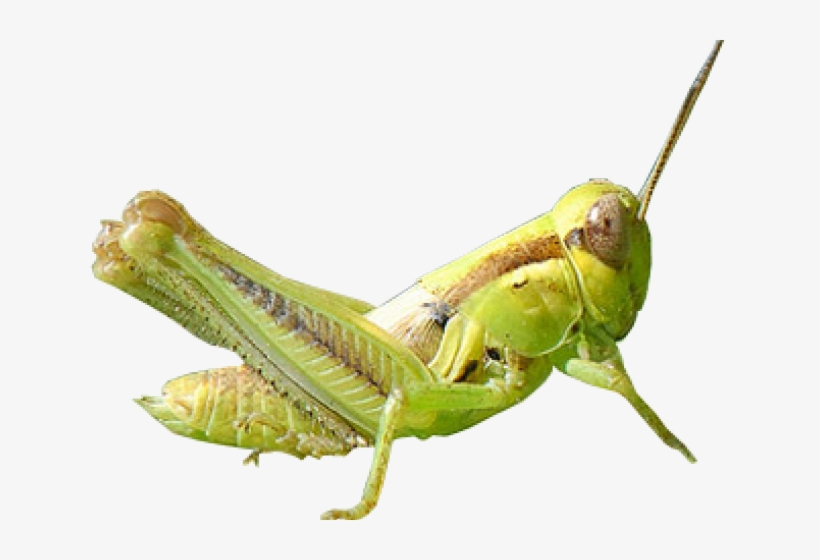 Grasshopper Clipart Locust Swarm - Band Winged Grasshoppers, transparent png download