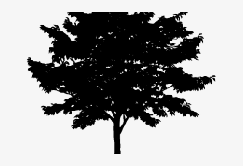 640 X 480 2 - Blue Tree, transparent png download