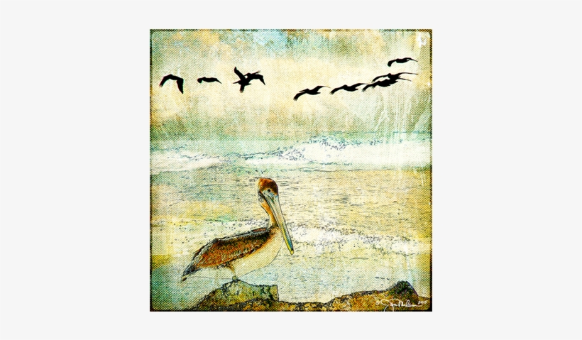 Pelican & Gulls Canvas - Duck, transparent png download
