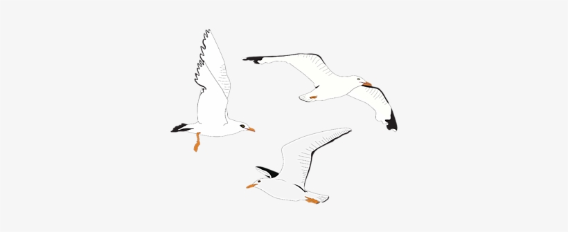 Click And Drag To Re-position The Image, If Desired - European Herring Gull, transparent png download