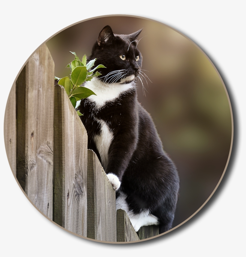 Cat Fence Garden - Domestic Short-haired Cat, transparent png download