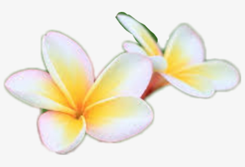 Frangipani, transparent png download