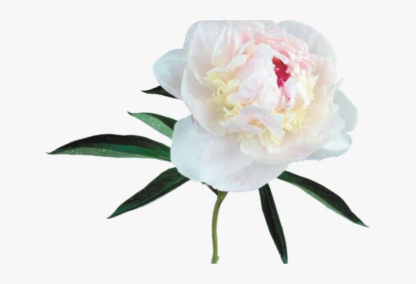 Peony Clipart Transparent Background - Peony Transparent, transparent png download