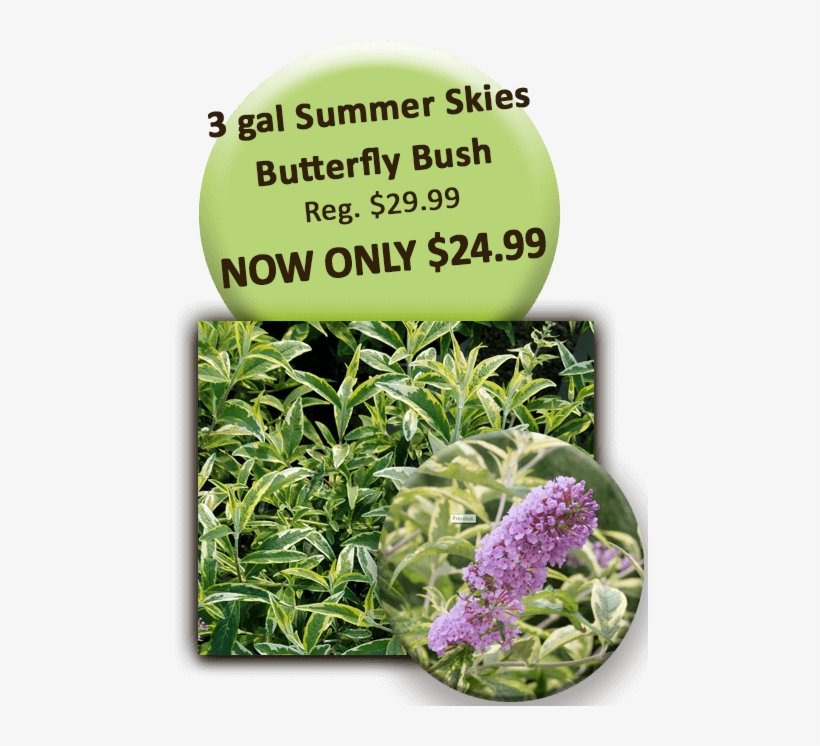 3 Gal Summer Skies Butterfly Bush - Special K, transparent png download