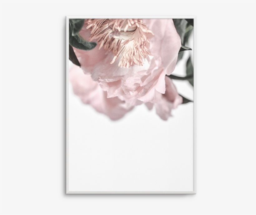 Parisian Peonies Parisian Peonies - Protea, transparent png download