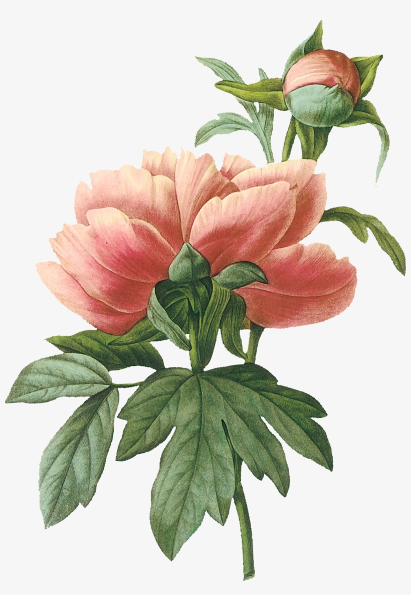 Peonies - Flower Painting On Book Pages, transparent png download