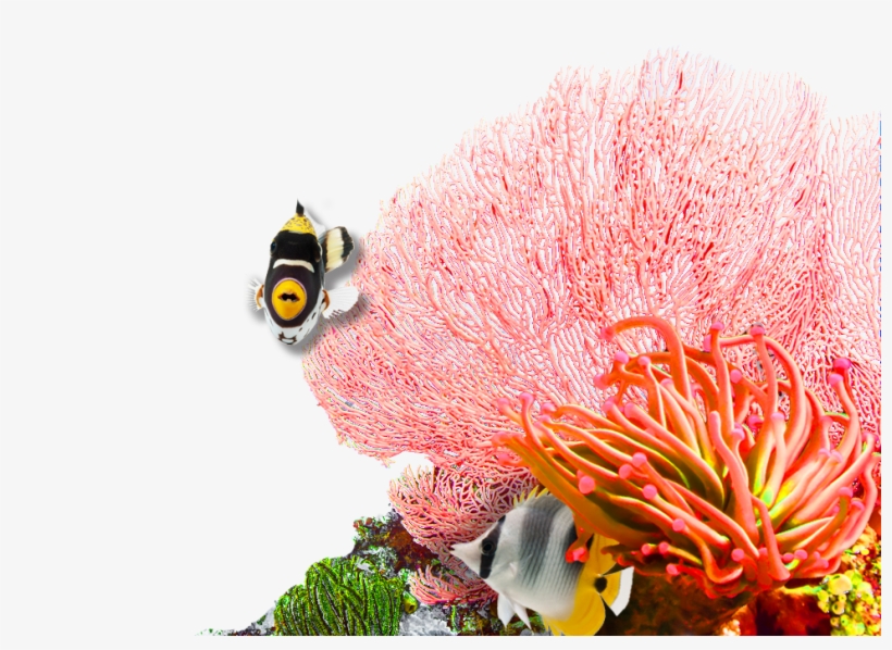 From Catch To Plate, Wild Selections® Has Always Been - Protea, transparent png download