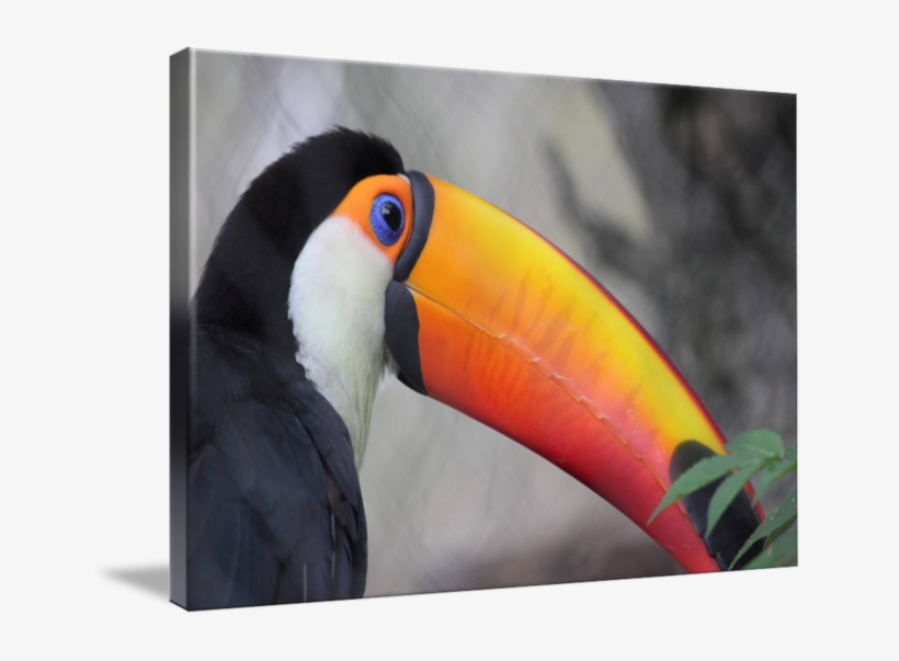 By Melvin Dillon - Hornbill, transparent png download