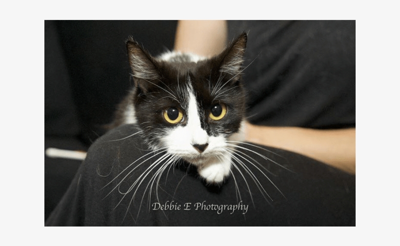 Photo Of Ac0638 Princess Poppy - Domestic Short-haired Cat, transparent png download