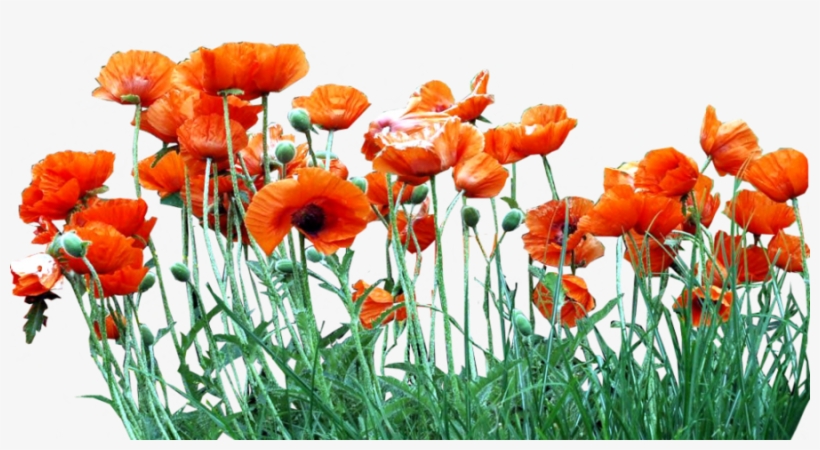 Clipart Resolution 900*450 - Poppies Png, transparent png download