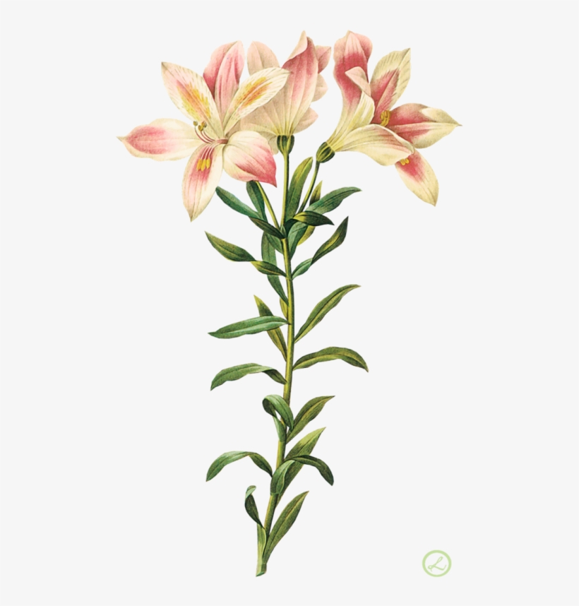 Flor By Eross-666 - Alstroemeria Botanical, transparent png download