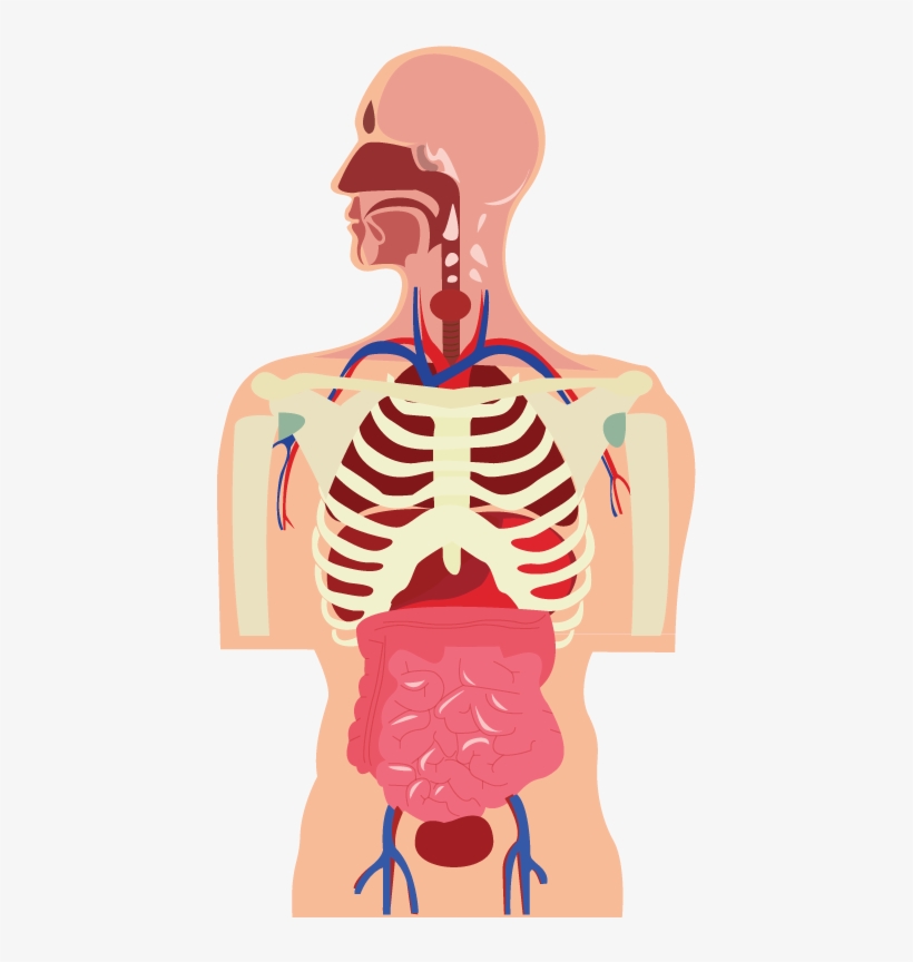 Image - Human, transparent png download