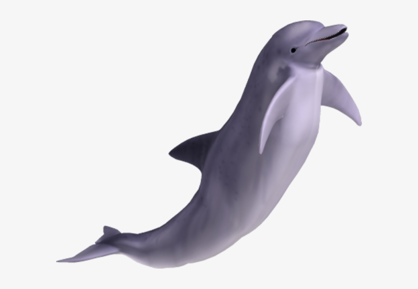 Dolphin Singing Png Image - Dolphin Png, transparent png download