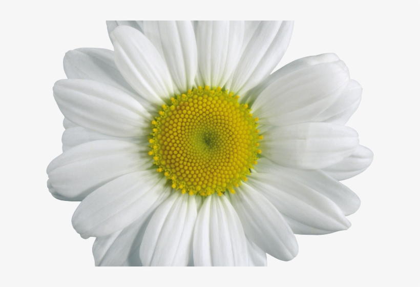 Chamomile Png Transparent Images - Chamomile Png, transparent png download