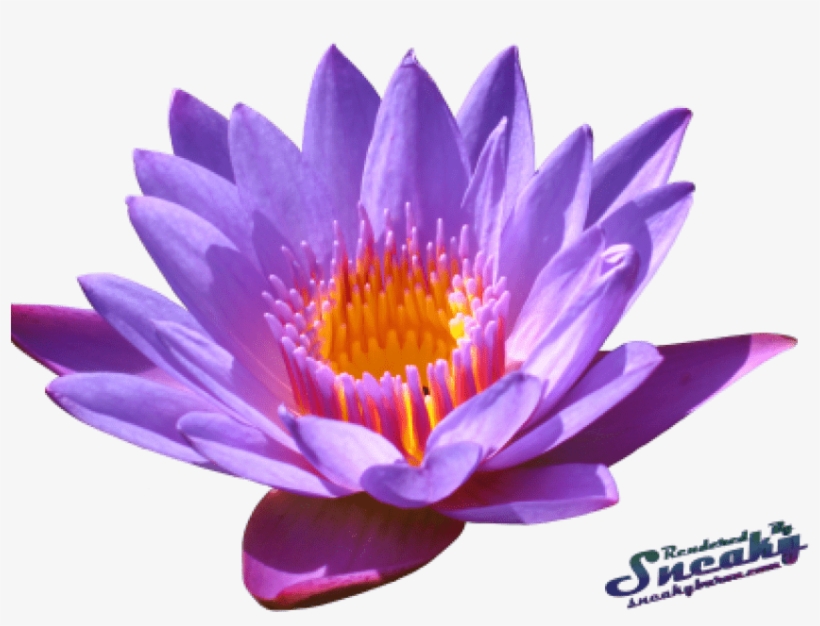 Free Png Water Lily Png Png Images Transparent - Water Lily, transparent png download