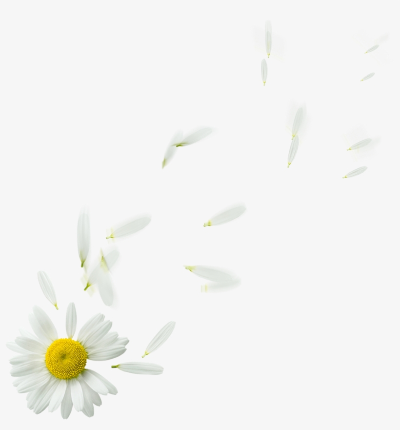Camomile Transparent Background Png - 100 Conseils Spirituels Pour Être Heureux - Livre, transparent png download