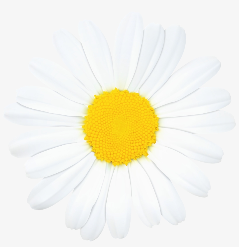 Image Download Roman Chamomile Oxeye Transvaal Chrysanthemum, transparent png download