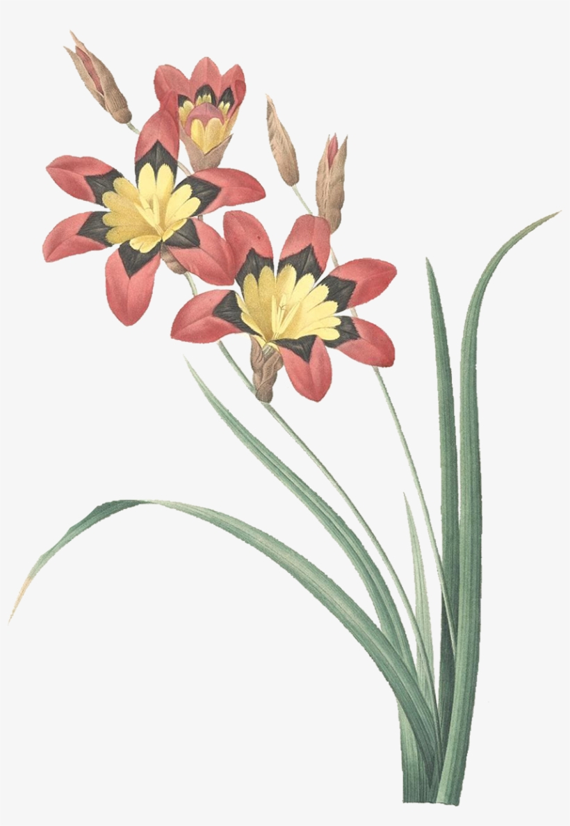Download At - P J Redoute 63 Ixia Tricolor How To Tell Original From, transparent png download